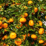 فروش فله ای و سبدی نارنگی و پرتغال تا شب عید