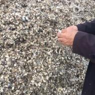 کاه پوست پنبه برای دامداری ها