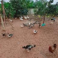 غاز لیندا ،اردک اسرائیلی ،مرغ وخروس