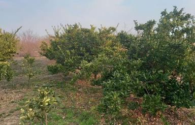 فروش زمین کشاورزی با 20 اصله درخت نارنگی ژاپنی پنج ساله