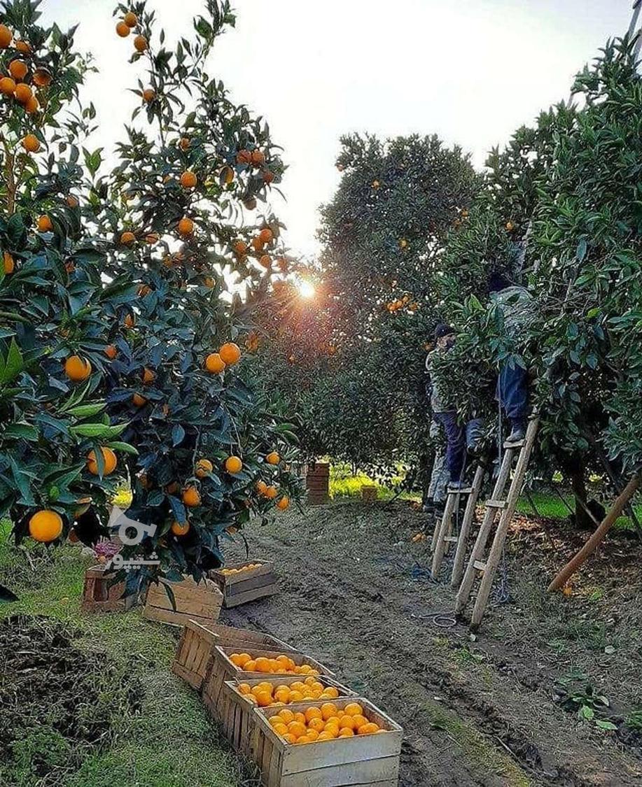 کارگر مخصوص میوه چینی و بسته بندی نارنگی پرتقال - سرکارگر محمدنژاد