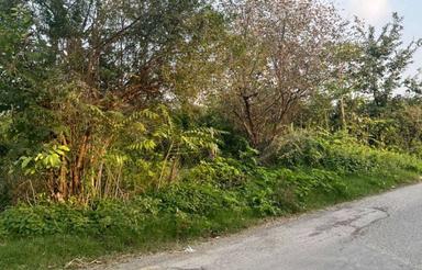 فروش باغ پرتقال 2000 متر در صنم تهاتر با آپارتمان