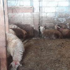 بره ماده سالم