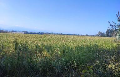  زمین کشاورزی سند دار 2000 متری زیرررقیمت 