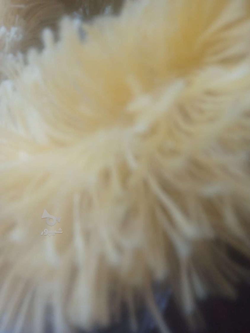 من دنبال کار در منزل هستم لطفا پیام بدید بسته بندی باشه - undefined