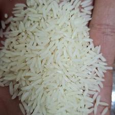 برنج هاشمی کشت اول