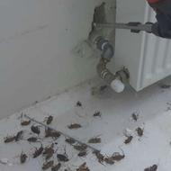 سم پاشی منزل باغبانی هرس نظافت اچارفرانس