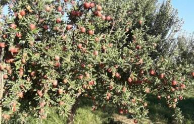 باغ سیب 30 ساله