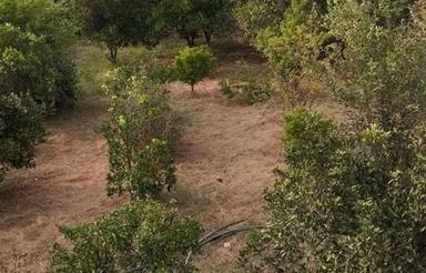 فروش زمین کشاورزی 1500 متر در بهشتی محله