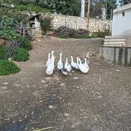 فروش 10عدد غاز و قوغاز نر و ماده ارگانیک