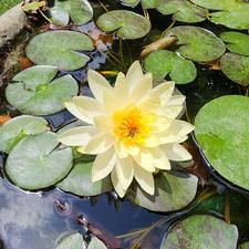 گلدان نیلوفر آبی و گیاهان مردابی حیاط و ایوان حوض استخر برکه