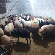 فروش گوسفند ابستن شکم اول