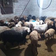 فروش گوسفند ابستن شکم اول