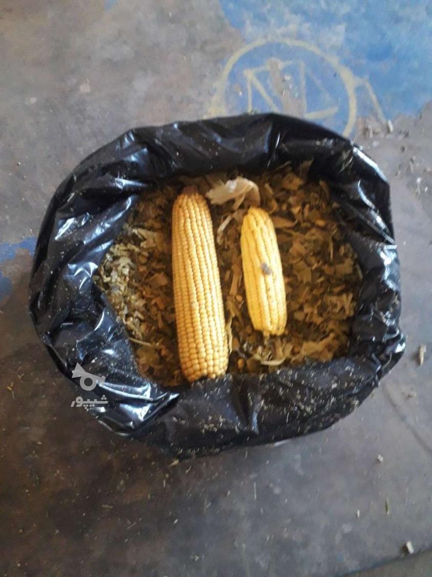 فروش تفاله چغندر قند و سبوس ذرت و چغندر خرد شده باقیمت مناسب