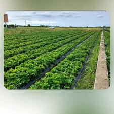 زمین مسکونی 700 متر در جاده بهنمیر