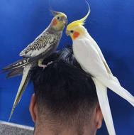 طوطی عروس هایه رام در انواع رنگ با قیمتی باورنکردنی