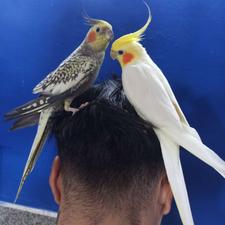 طوطی عروس هایه رام در انواع رنگ با قیمتی باورنکردنی