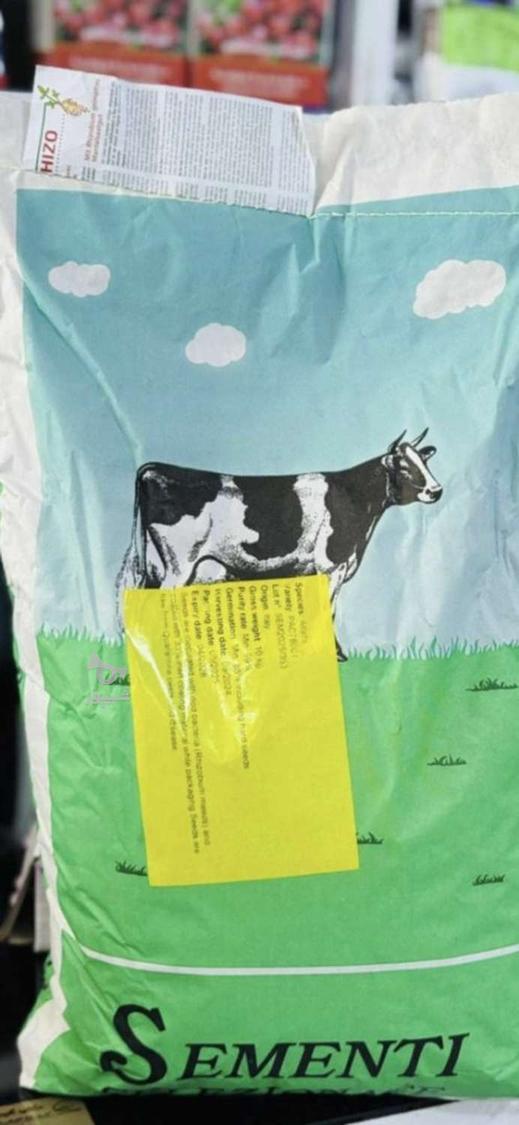 بذر یونجه ایتالیایی درجه یک