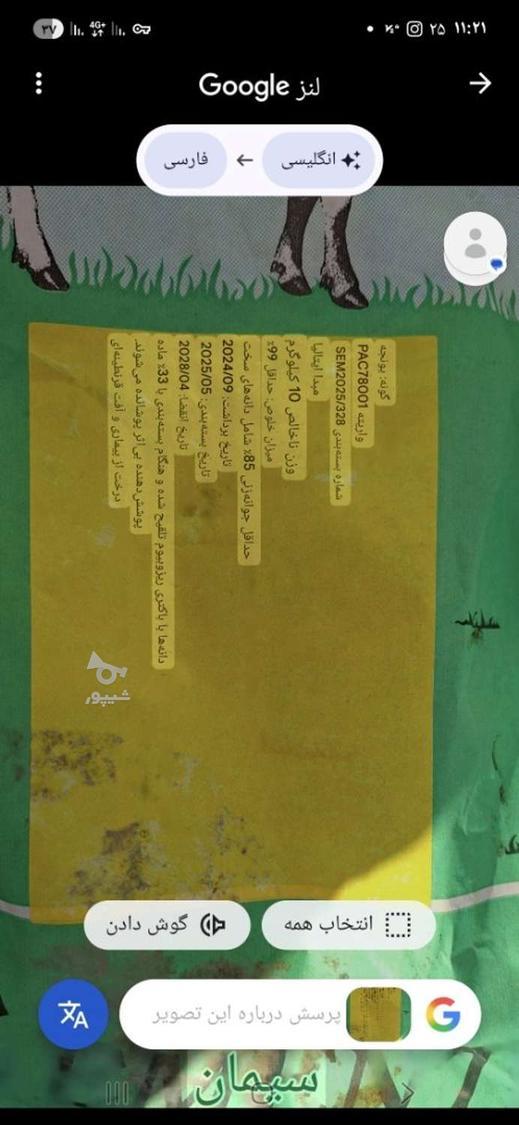 بذر یونجه ایتالیایی درجه یک