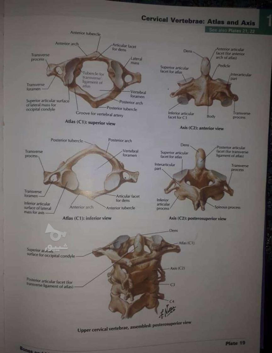 ماساژ درمانگر تخصصی تخفیف ویژه یلدایی