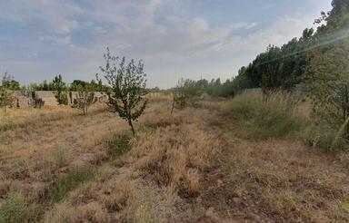 فروش باغ 1000 متری در کوهسار (چندار)