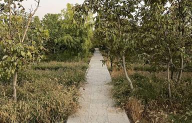 فروش باغ 1000متری در کوهسار (مزرعه قولوس)