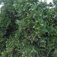 نهال مرکبات و سیاه ریشه درختچه و درختهای تجاری تزئینی باغچه