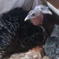 بوقلمون پت کرچ شده ی کامل