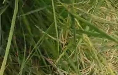 فروش زمین کشاورزی 6000 متر در میاندرود دلمرز