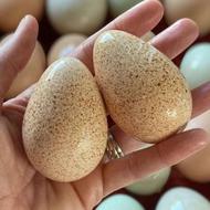 تخم بوقلمون برنز درجه یک. مرغ خروس اردک غاز بلدرچین