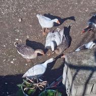 غاز درشت و گوشتی