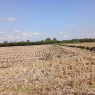 فروش زمین کشاورزی 2500 متر در تنبلا