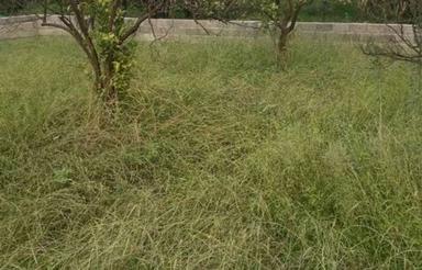 250 مترزمین خارج بافت تمشکل