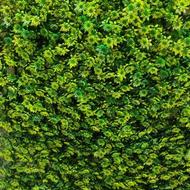 دیوار سبز یا گرینوال