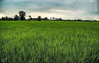 فروش زمین شالیزار 1000 متر در ذیلت