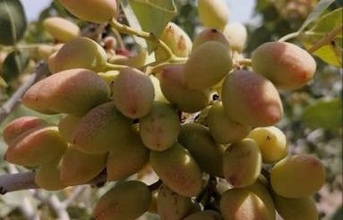 زمین پسته 700 متری