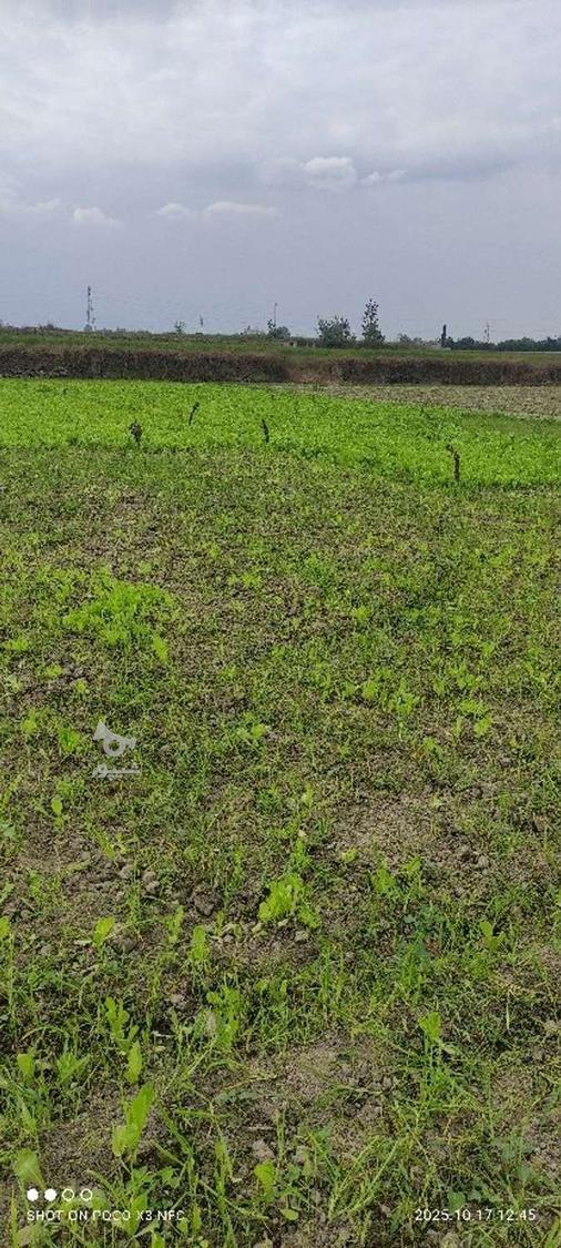 فروش کاهو پیزا سفید پیچ روغنی