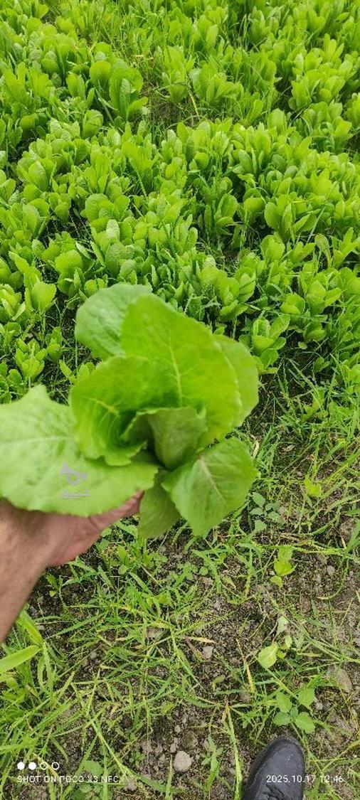 فروش کاهو پیزا سفید پیچ روغنی