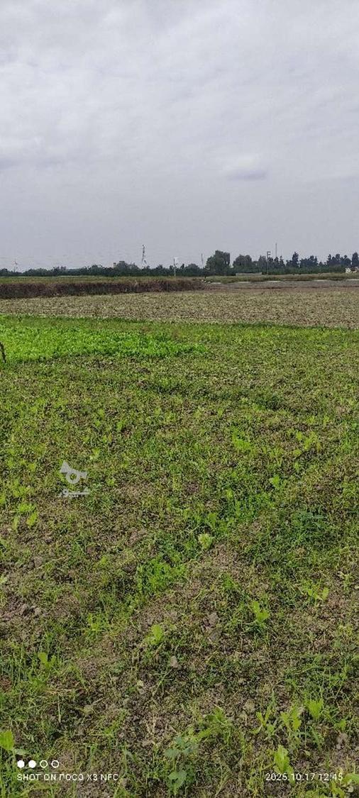 فروش کاهو پیزا سفید پیچ روغنی