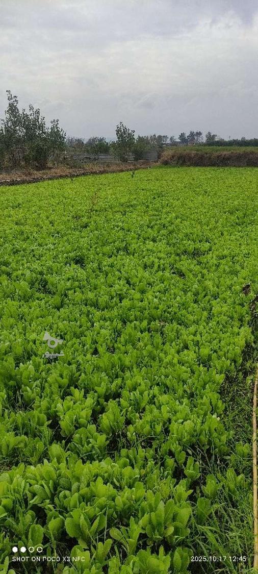 فروش کاهو پیزا سفید پیچ روغنی