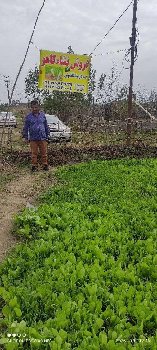 فروش کاهو پیزا سفید پیچ روغنی