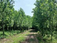 زمین3 هکتار با صنوبر3ساله در صومعه سرا اباتر در شیپور