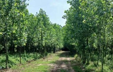 زمین3 هکتار با صنوبر3ساله در صومعه سرا اباتر