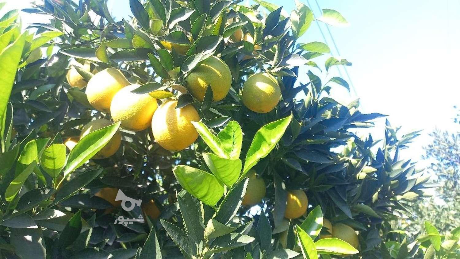 1 الی 2 تن تامسون شیرین