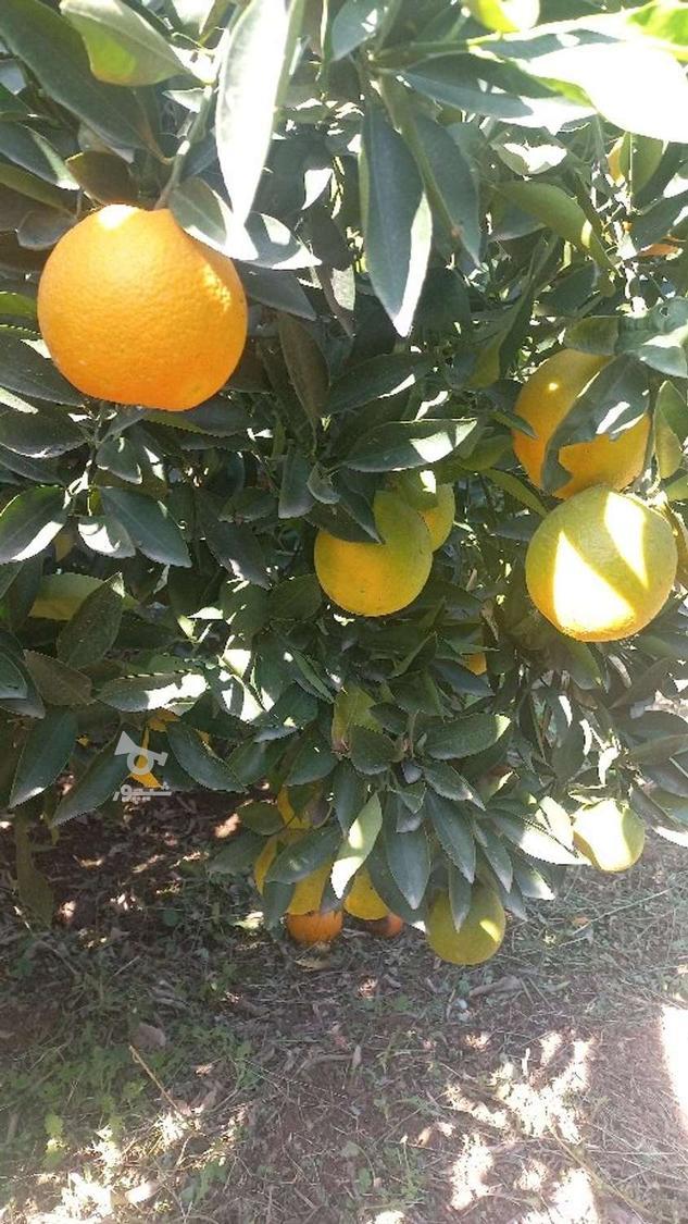 1 الی 2 تن تامسون شیرین