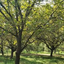 فروش جزء و کل باغ گردو 70 من محلی