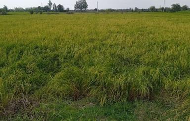 فروش شالیزاری 7300 متر در جاده ساری جویبار آبکسر(کارکنده)