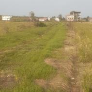 فروش شالیزار ، برنج 3000 متری