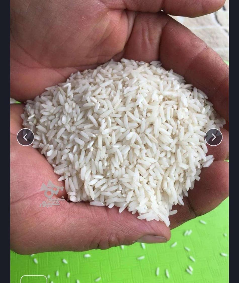 برنج هاشمی تالش