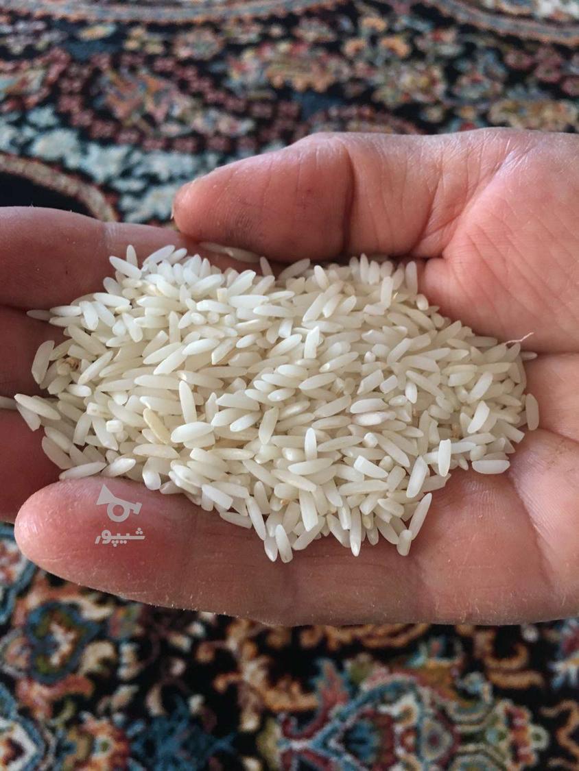 برنج هاشمی تالش